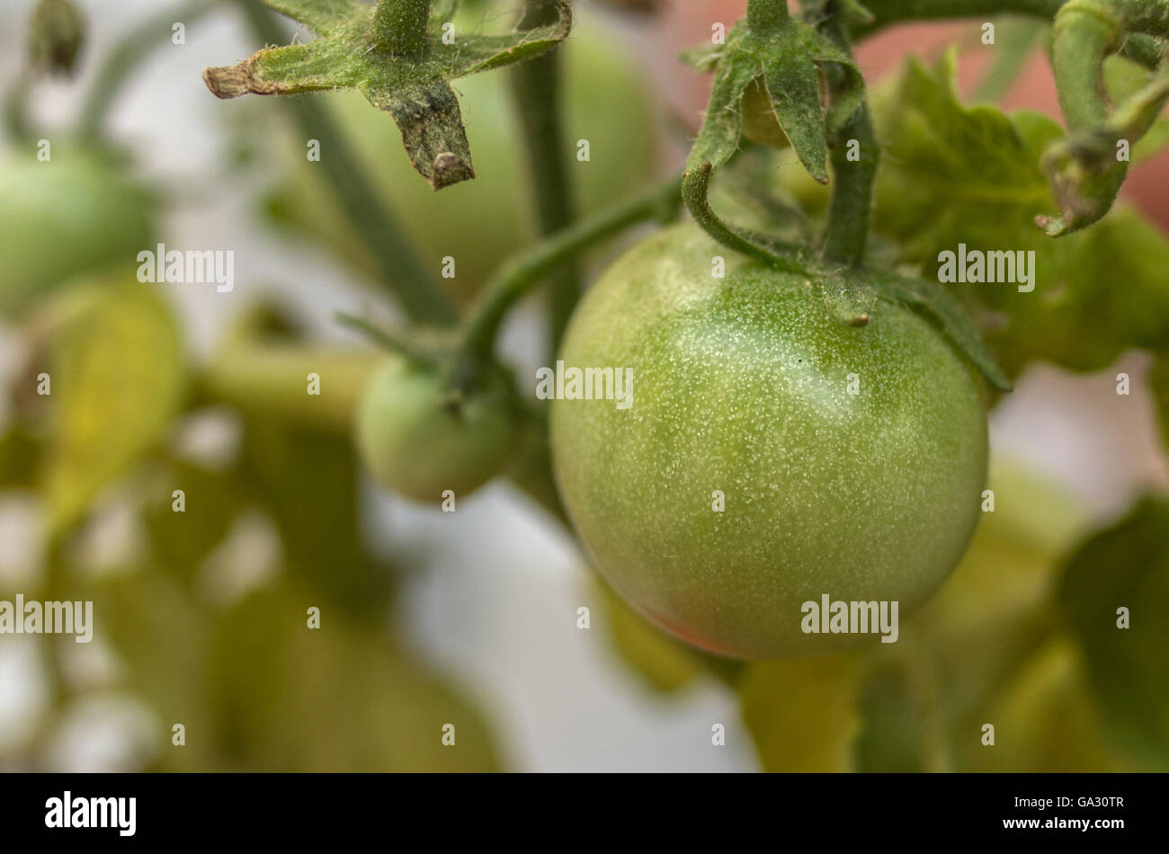Grün, Tomaten Stockfoto