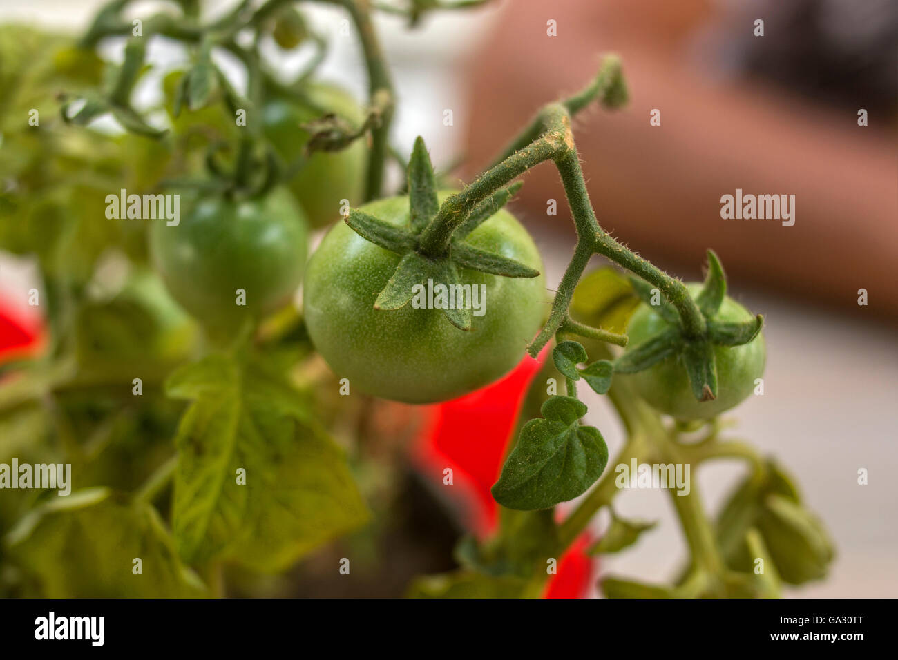 Grün, Tomaten Stockfoto