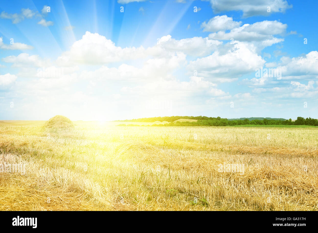 Feld von der Sonne beleuchtet Stockfoto