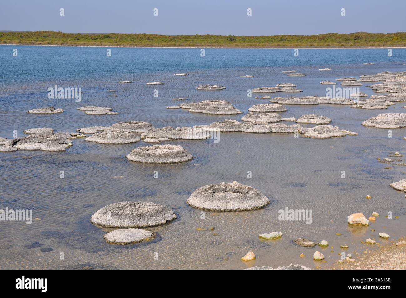 Seltene lebende marine Fossilien, Stromatolithen in der saline und Küsten Lake Thetis Landschaft in Western Australia. Stockfoto