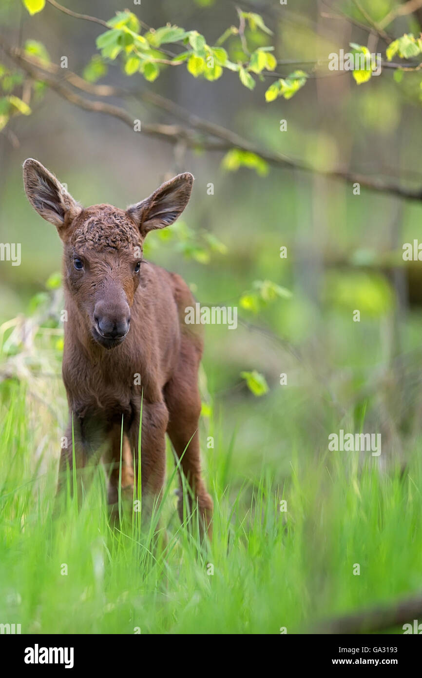 Baby Elch im Wald Stockfoto