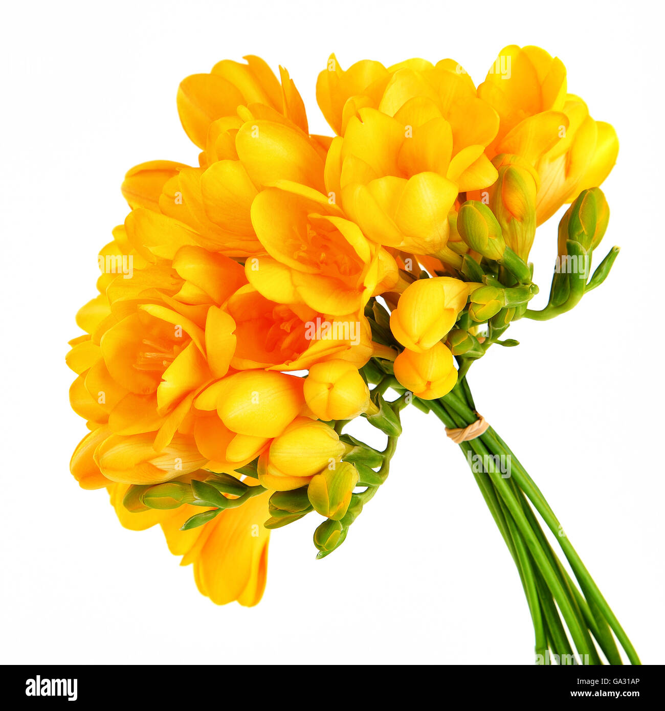Blumenstrauß eine schöne gelbe Freesie isoliert auf weißem Hintergrund Stockfoto