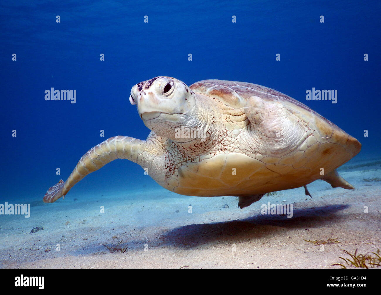 Diese verletzten Meeresschildkröte gehört zu den ansässigen Schildkröten in Marsa Mubarak (Marsa Alam) Stockfoto