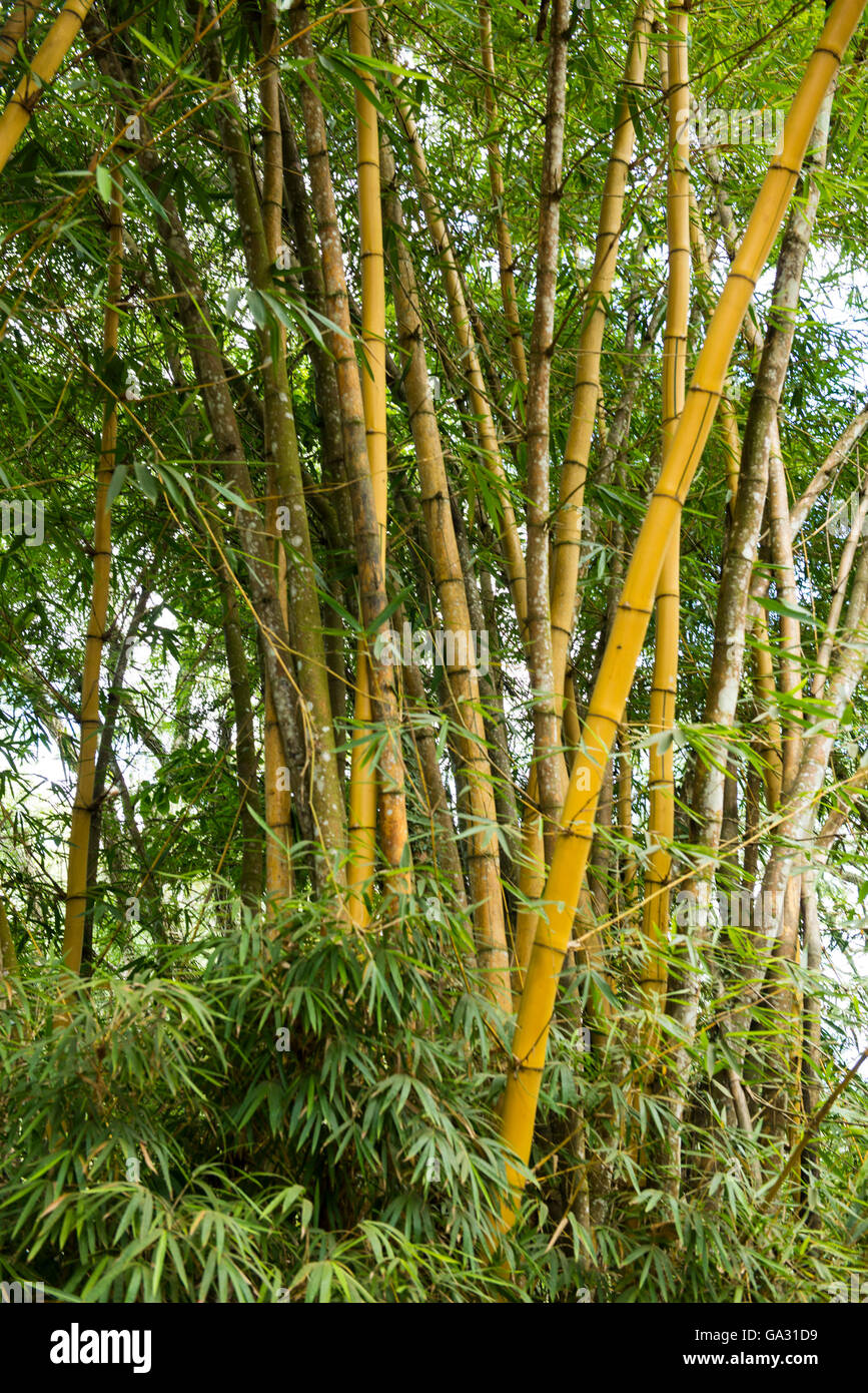 Bambus, Amani Nature Reserve, Tansania Stockfoto