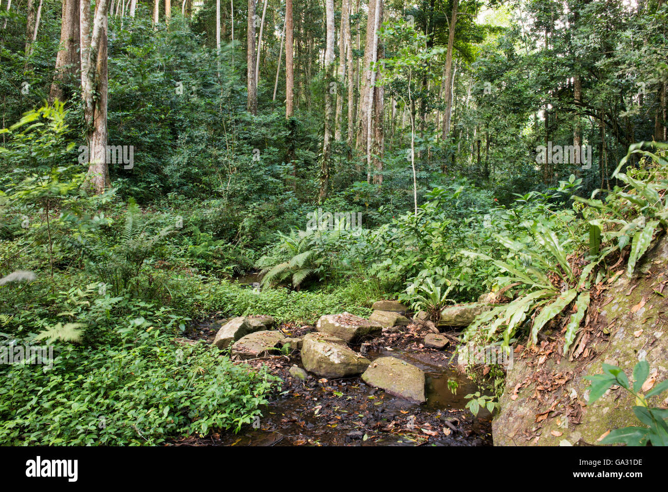 Bach im Wald, Amani Nature Reserve, Tansania Stockfoto