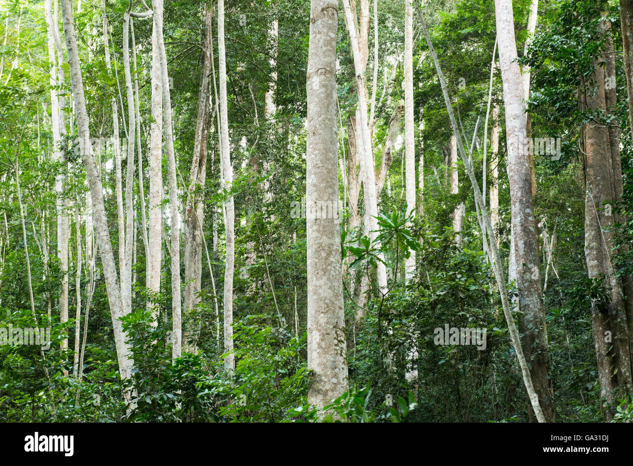 Wald, Amani Nature Reserve, Tansania Stockfoto