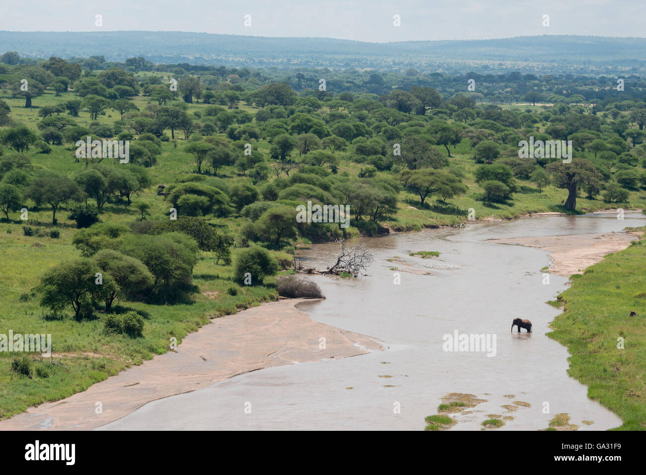 Afrikanischer Elefant (Loxodonta Africana Africana), die Überquerung des Tarangire-Flusses, Tarangire Nationalpark, Tansania Stockfoto