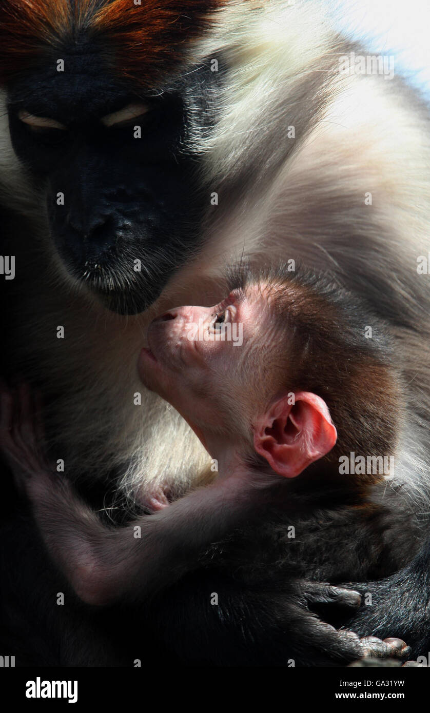 Ein zwei Tage alter, von Kirschen gekrönter Mangabey-Affe klammert sich an seine Mutter im Colchester Zoo, Colchester, Essex. Stockfoto