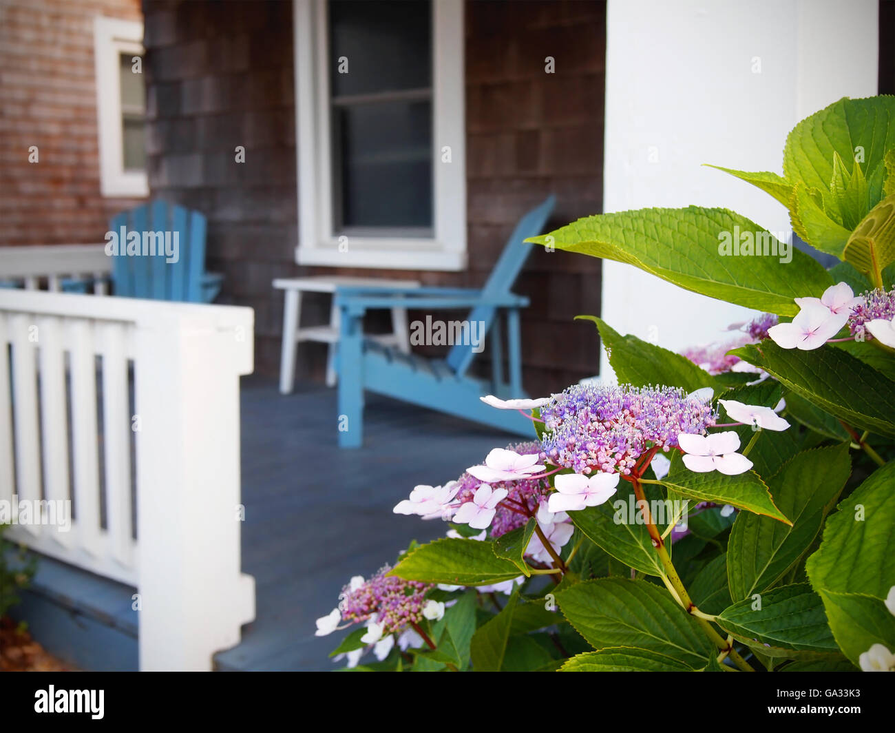 Adirondack Stühle auf einem alten Veranda sind in soft-Fokus, teilweise verdeckt hinter einem blühenden Hortensie Busch an lauen Sommerabend. Stockfoto