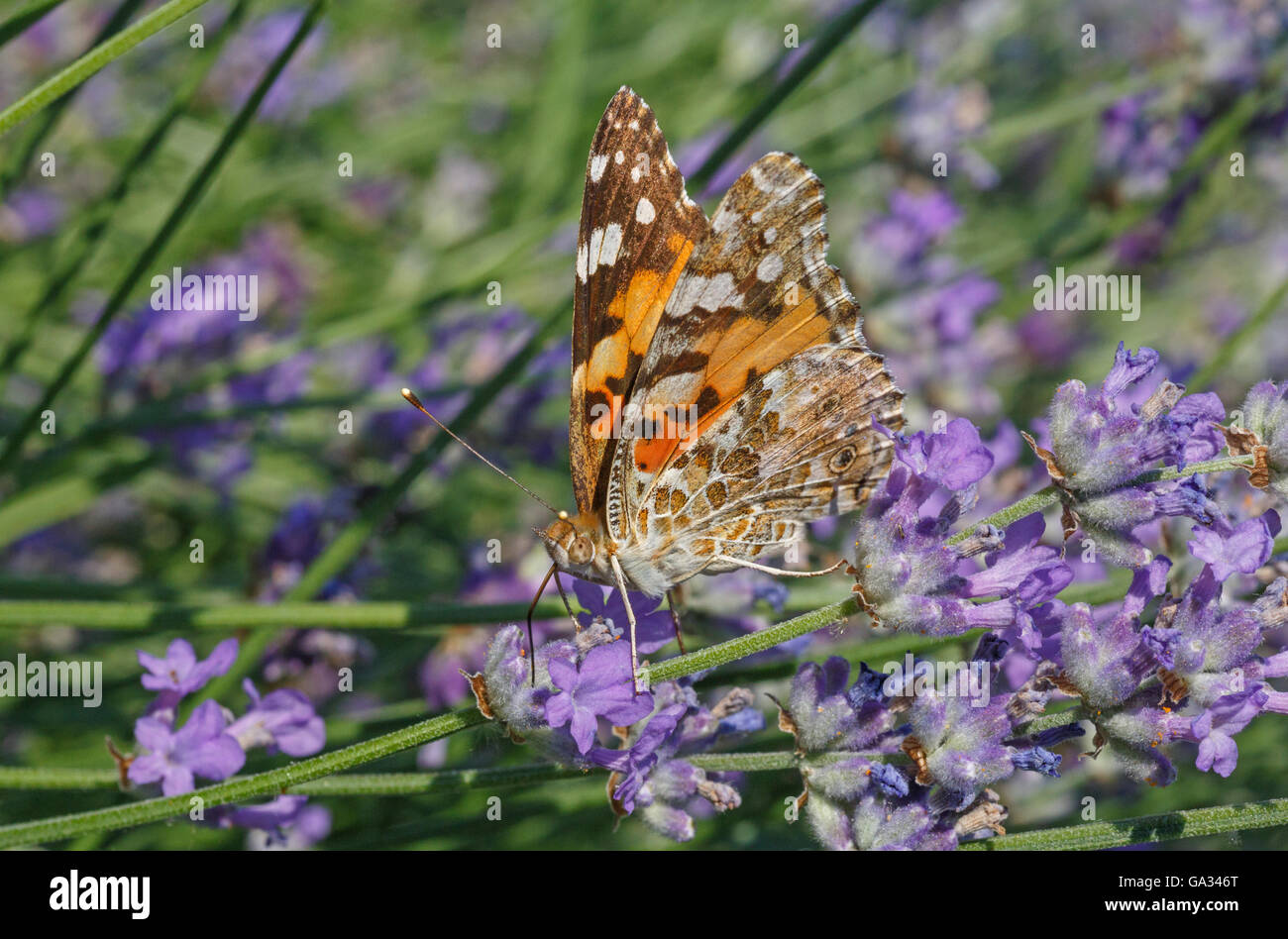 Distelfalter Schmetterling auf Lavendel Blume Stockfoto