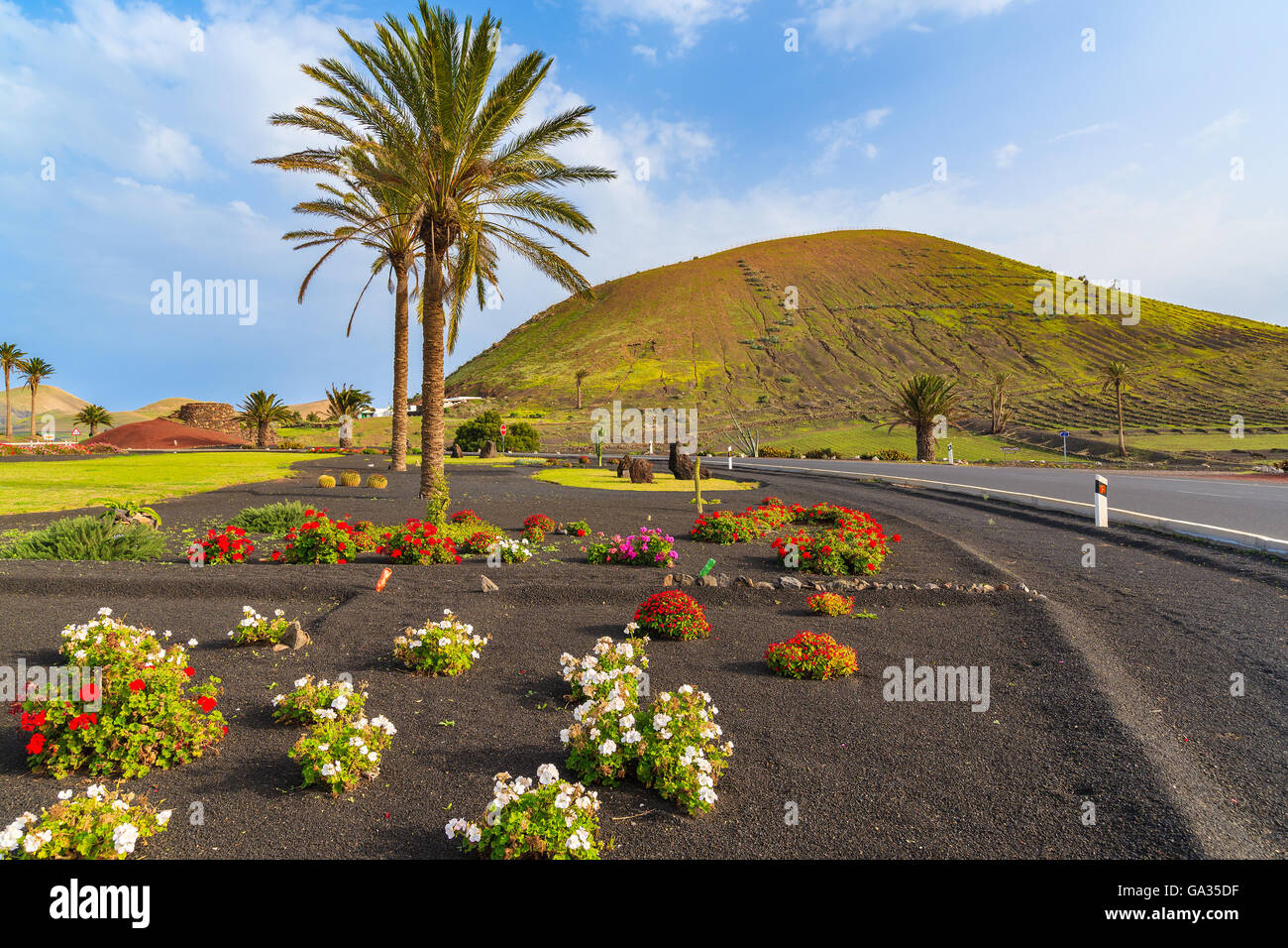 Blumen und Palmen entlang einer Straße zum Dorf Yaiza, Insel Lanzarote, Spanien Stockfoto