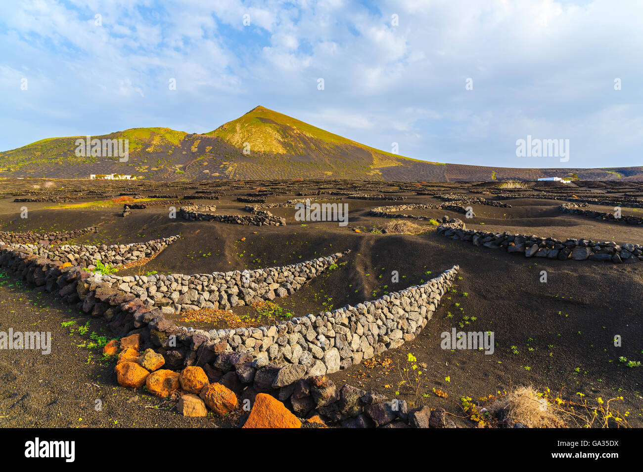 Schwarzen Vulkanerde Weinberge in La Geria, Lanzarote, Kanarische Inseln, Spanien Stockfoto