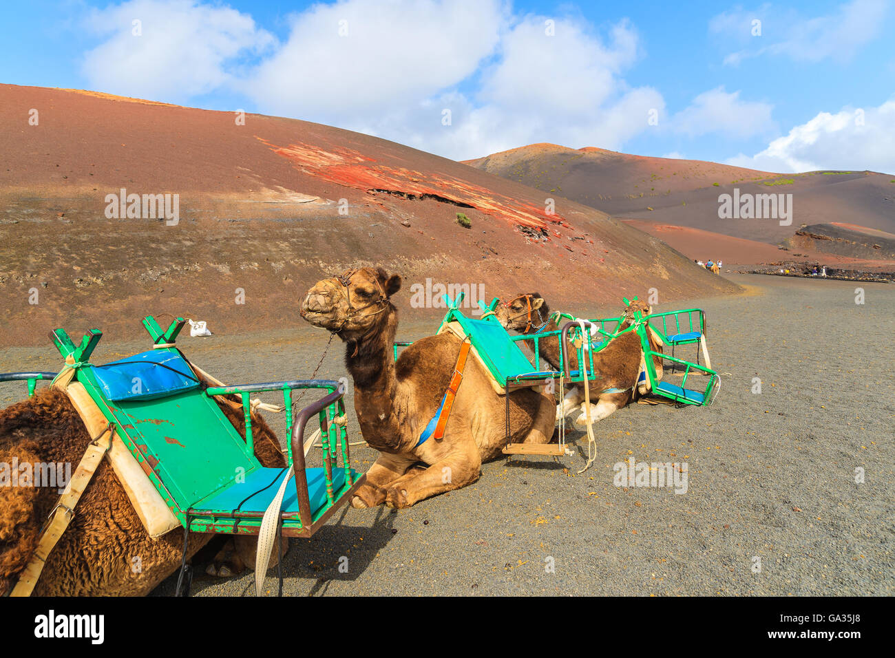 Kamele im Timanfaya Nationalpark wartet auf Touristen, Lanzarote, Kanarische Inseln, Spanien Stockfoto