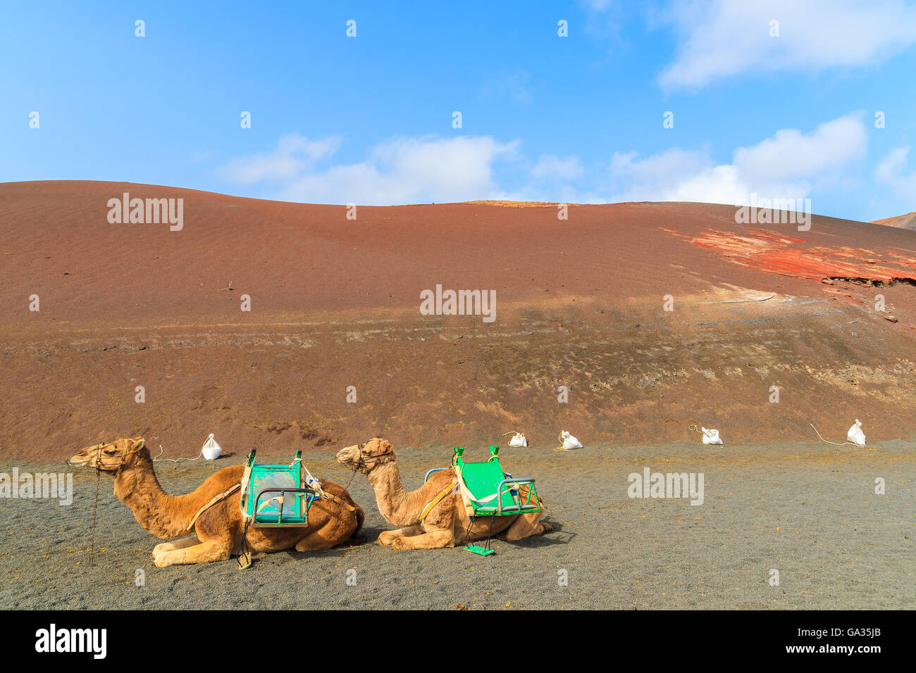 Kamele im Timanfaya Nationalpark wartet auf Touristen, Lanzarote, Kanarische Inseln, Spanien Stockfoto