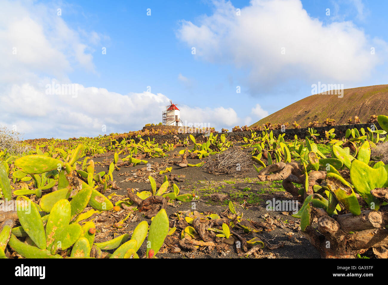 Feld mit grüner Kaktuspflanzen und Windmühle im Hintergrund in Guatiza Dorf, Lanzarote, Kanarische Inseln, Spanien Stockfoto