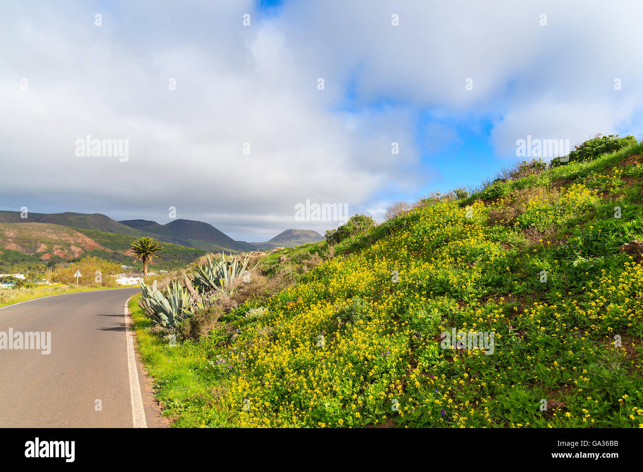 Gelbe Frühlingsblumen wachsen entlang der Straße zum Dorf Haria, Insel Lanzarote, Spanien Stockfoto