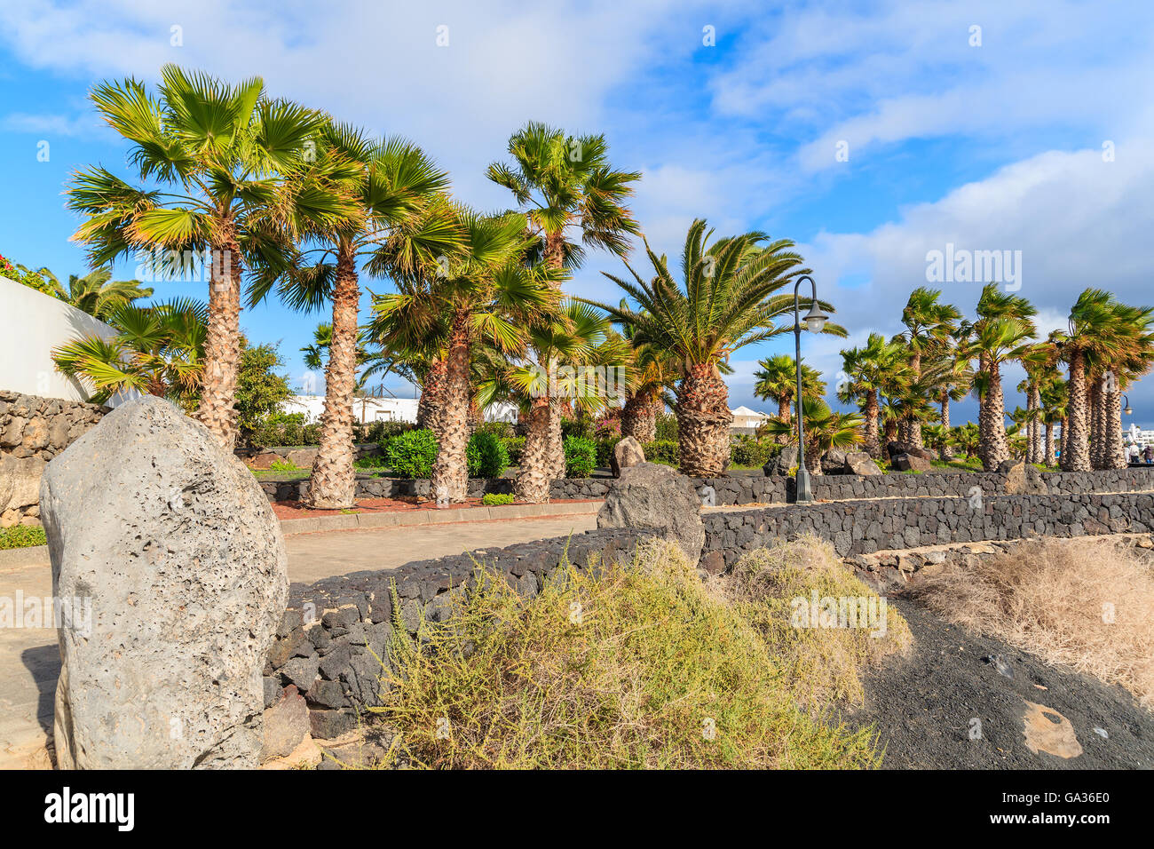 Palmen an der Strandpromenade in Playa Blanca Dorf, Lanzarote, Kanarische Inseln, Spanien Stockfoto