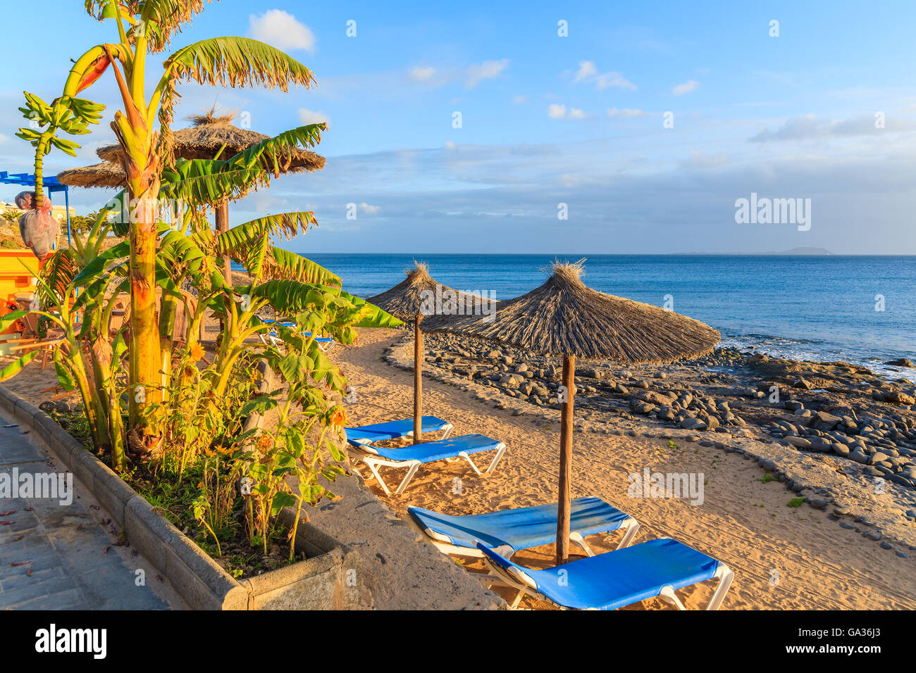 Bananenstaude und Zeile Sonnenliegen mit Sonnenschirmen am Strand von Playa Blanca bei Sonnenuntergang, Lanzarote, Kanarische Inseln, Spanien Stockfoto