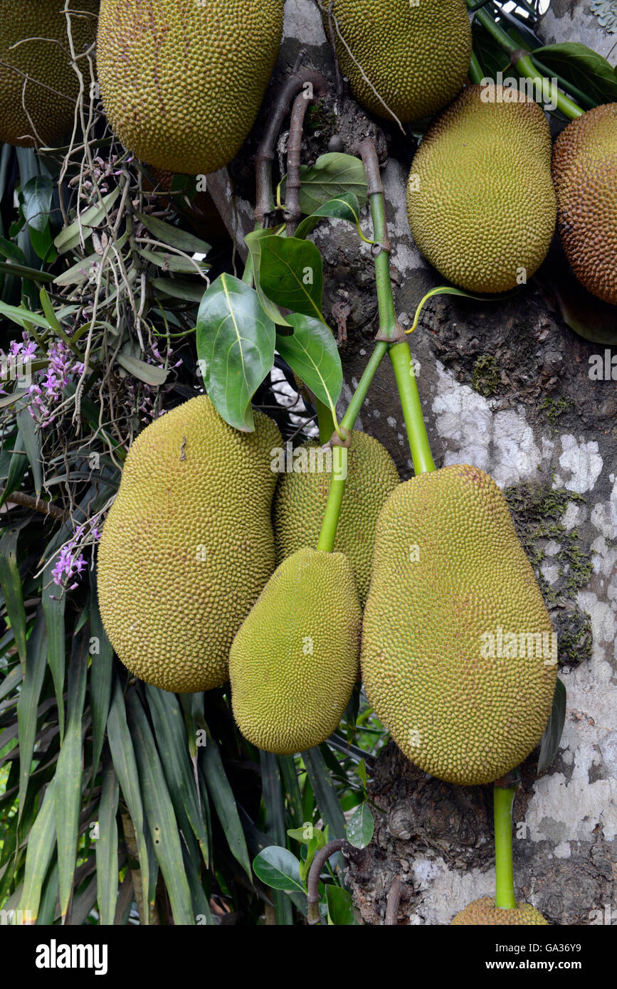 ein Durian-Baum in der Nähe der Ortschaft Mae Hong Son in der Nord-Provinz von Mae Hong Son im Norden von Thailand in Südostasien. Stockfoto