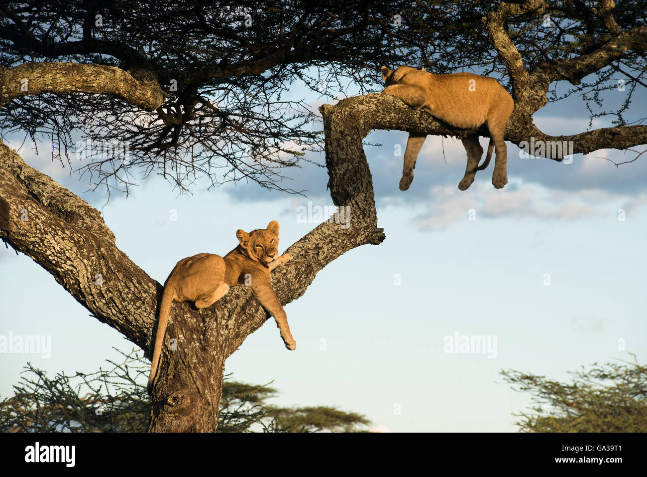 Baumklettern Löwen (Panthero Leo), Serengeti Nationalpark, Tansania Stockfoto