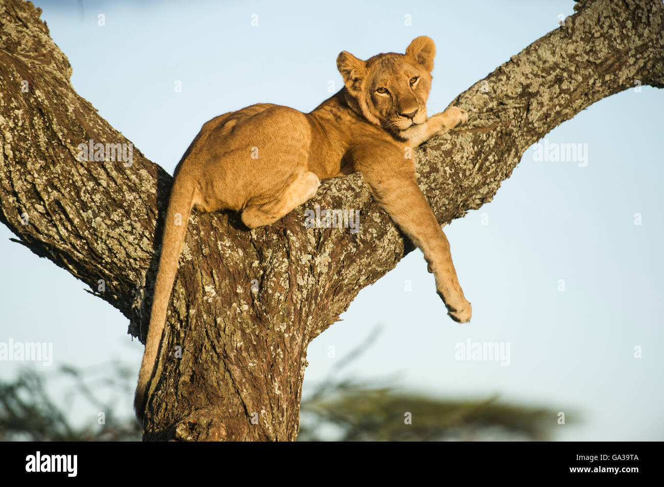 Baumklettern Löwen (Panthero Leo), Serengeti Nationalpark, Tansania Stockfoto