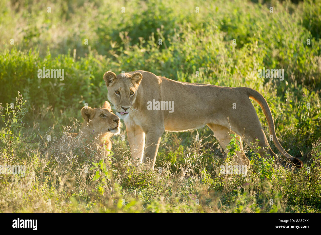 Löwen (Panthero Leo), Serengeti Nationalpark, Tansania Stockfoto