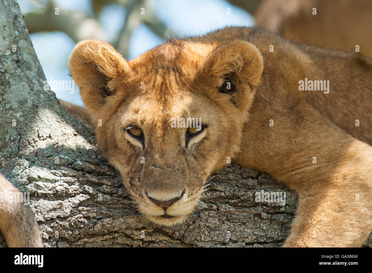 Löwenjunges, liegend in einem Baum (Panthero Leo), Serengeti Nationalpark, Tansania Stockfoto