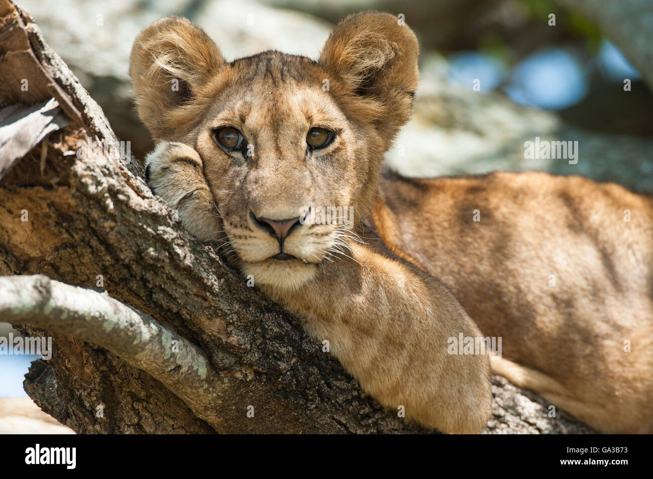 Löwenjunges, liegend in einem Baum (Panthero Leo), Serengeti Nationalpark, Tansania Stockfoto