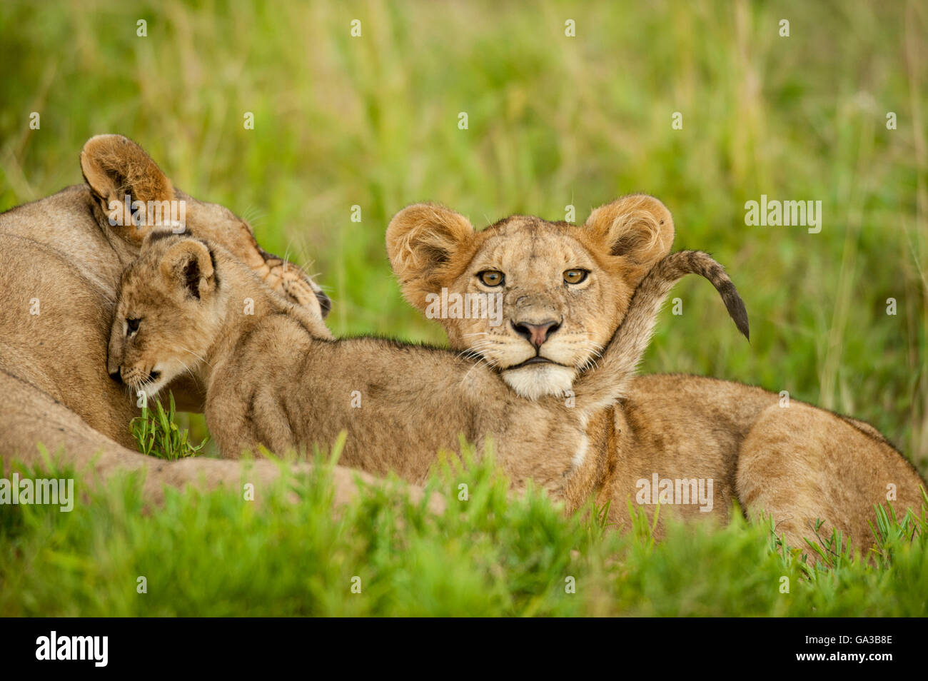 Löwenbabys (Panthero Leo), Serengeti Nationalpark, Tansania Stockfoto