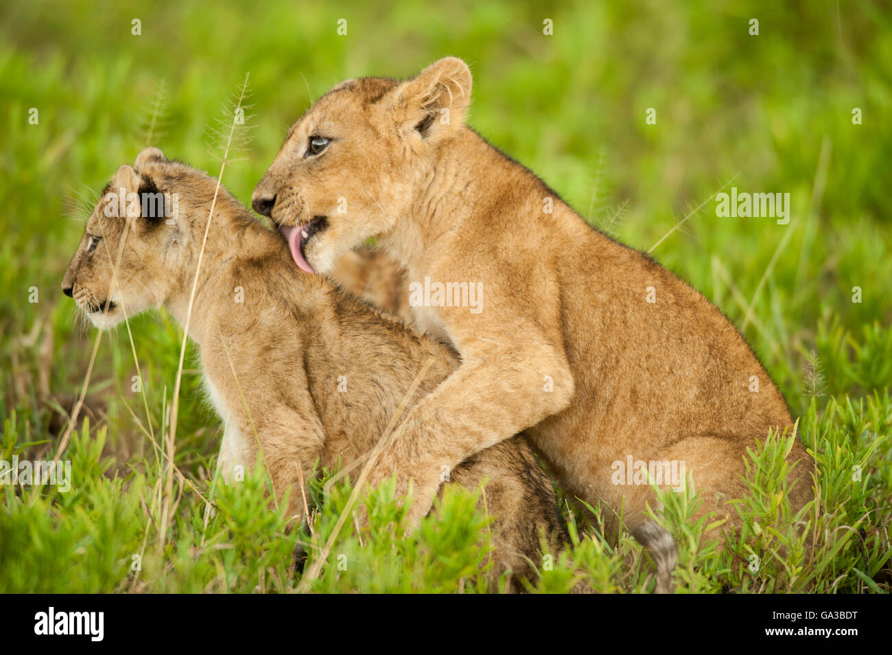 Löwenbabys spielen (Panthero Leo), Serengeti Nationalpark, Tansania Stockfoto