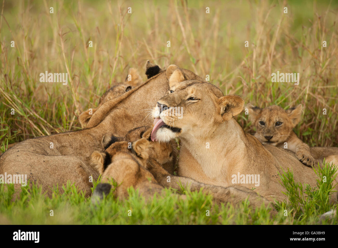 Löwen-Interaktion (Panthero Leo), Serengeti Nationalpark, Tansania Stockfoto