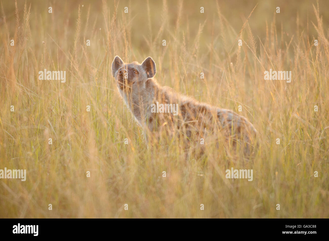Entdeckt von Hyänen (Crocuta Crocuta), Serengeti Nationalpark, Tansania Stockfoto