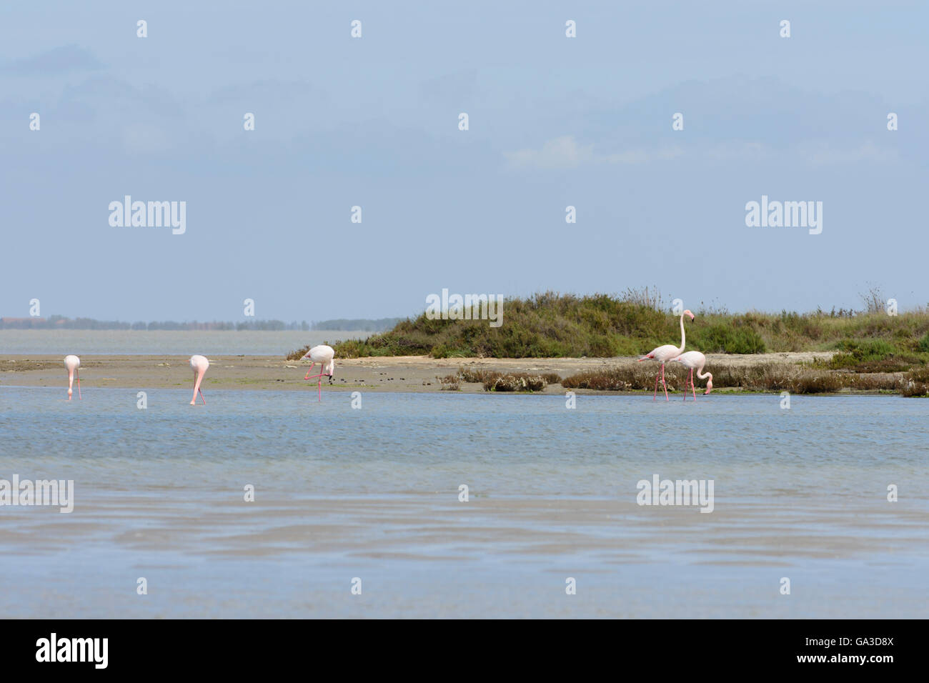 Flamingos in den Feuchtgebieten der Camargue. Provence, Frankreich Stockfoto