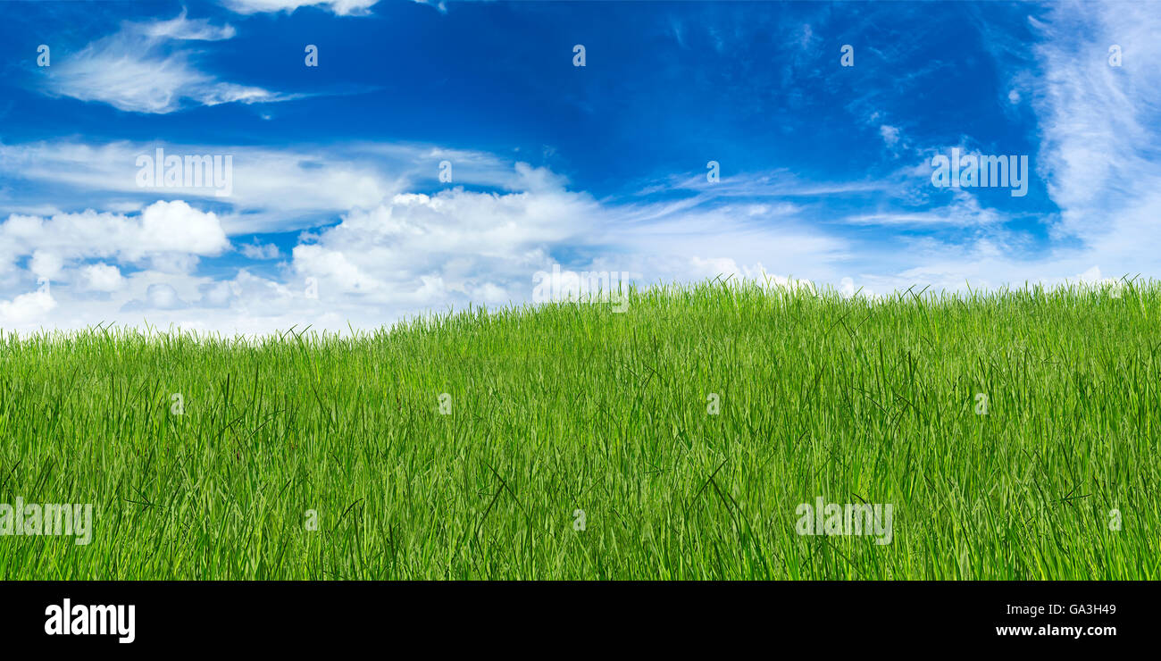 Grasgrün Landschaft auf blauen Wolkenhimmel Stockfoto