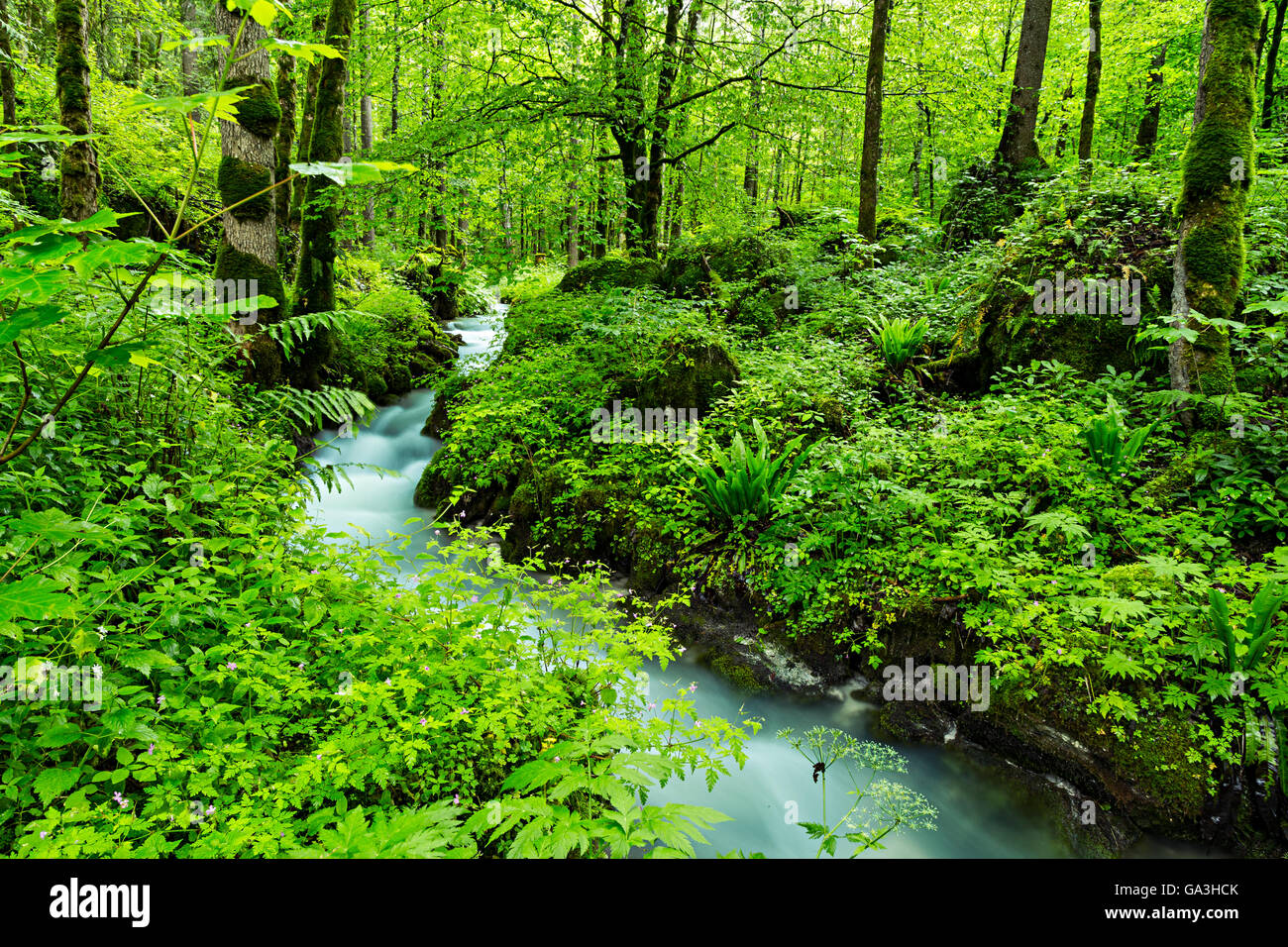 wunderbare kleine Bach fließt durch den Wald Stockfoto