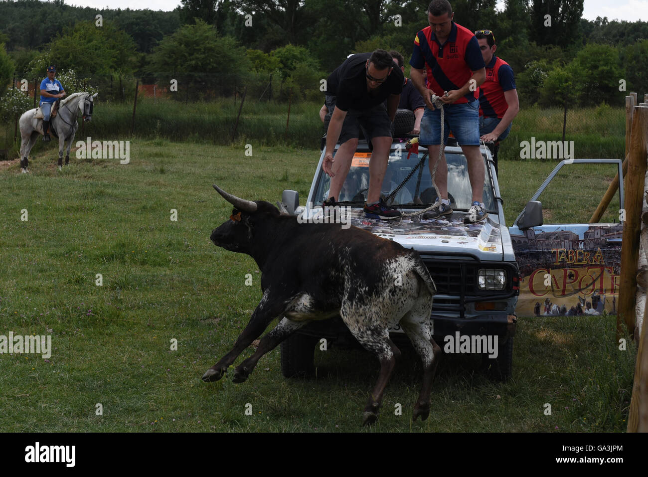 Soria, Spanien. 30. Juni 2016. Mehrere Männer im Bild versucht, einen Kampf zu fangen bull anlässlich des "La Saca", die letzte Donnerstag, 30. Juni 2016. © Jorge Sanz/Pacific Press/Alamy Live-Nachrichten Stockfoto