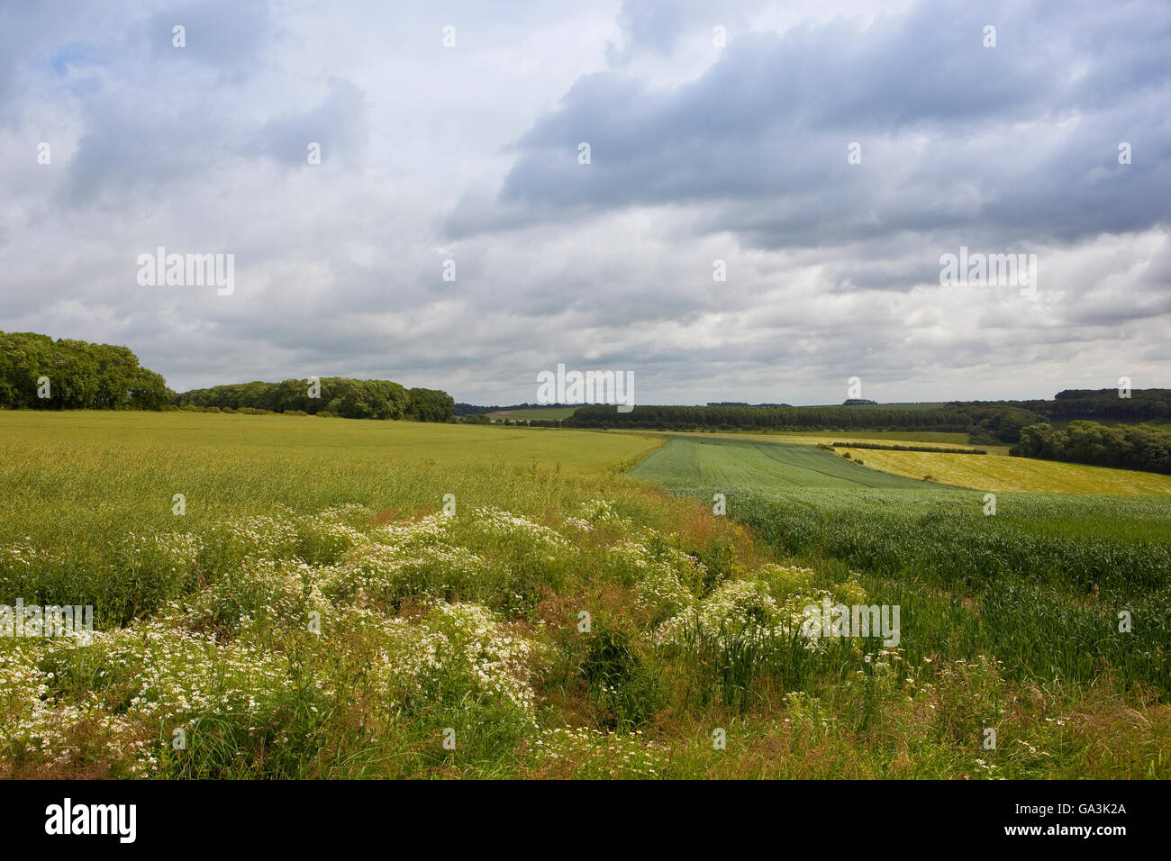 Mais-Kamille und kann Unkraut Wildblumen in der Agrarlandschaft Patchwork der Yorkshire Wolds im Sommer. Stockfoto