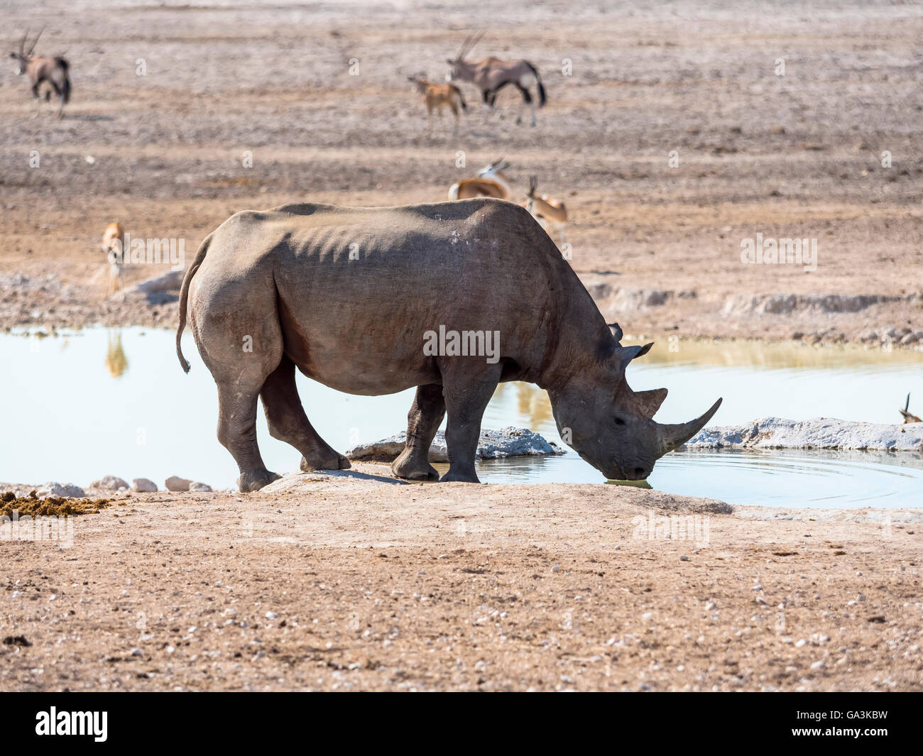 Schwarz oder Haken-lippige Rhinoceros (Diceros Bicornis) trinken am Wasserloch, Okaukuejo, Etosha Nationalpark, Namibia Stockfoto