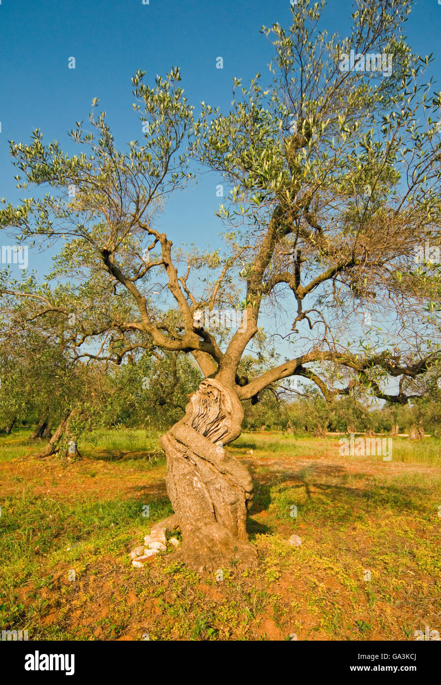 Alten Olivenbaum (Olea Europaea) in Olivenhain in der Nähe von Lecce, Apulien, Apulien, Süditalien, Europa Stockfoto