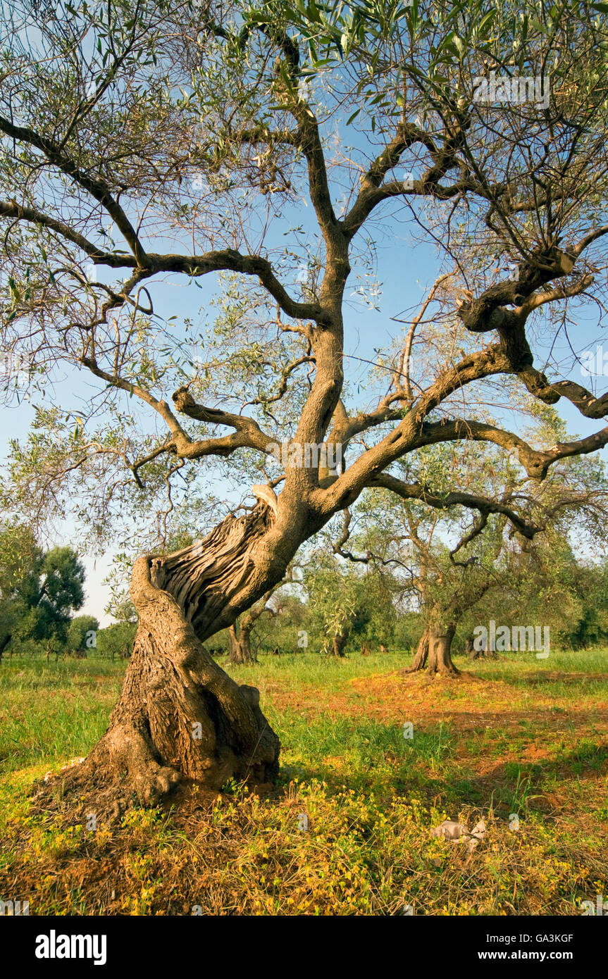 Alten Olivenbaum (Olea Europaea) auf Oliven-Plantage in der Nähe von Lecce, Apulien, Apulien, Süditalien, Europa Stockfoto