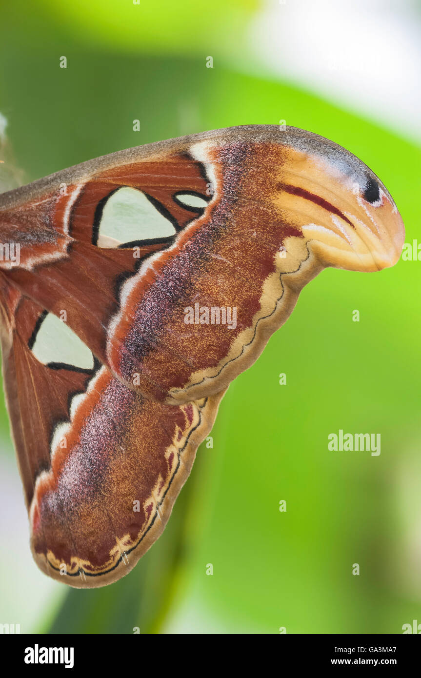 Atlas-Motte, Attacus Atlas, ursprünglich aus tropischen und subtropischen Wäldern von Südost-Asien Stockfoto