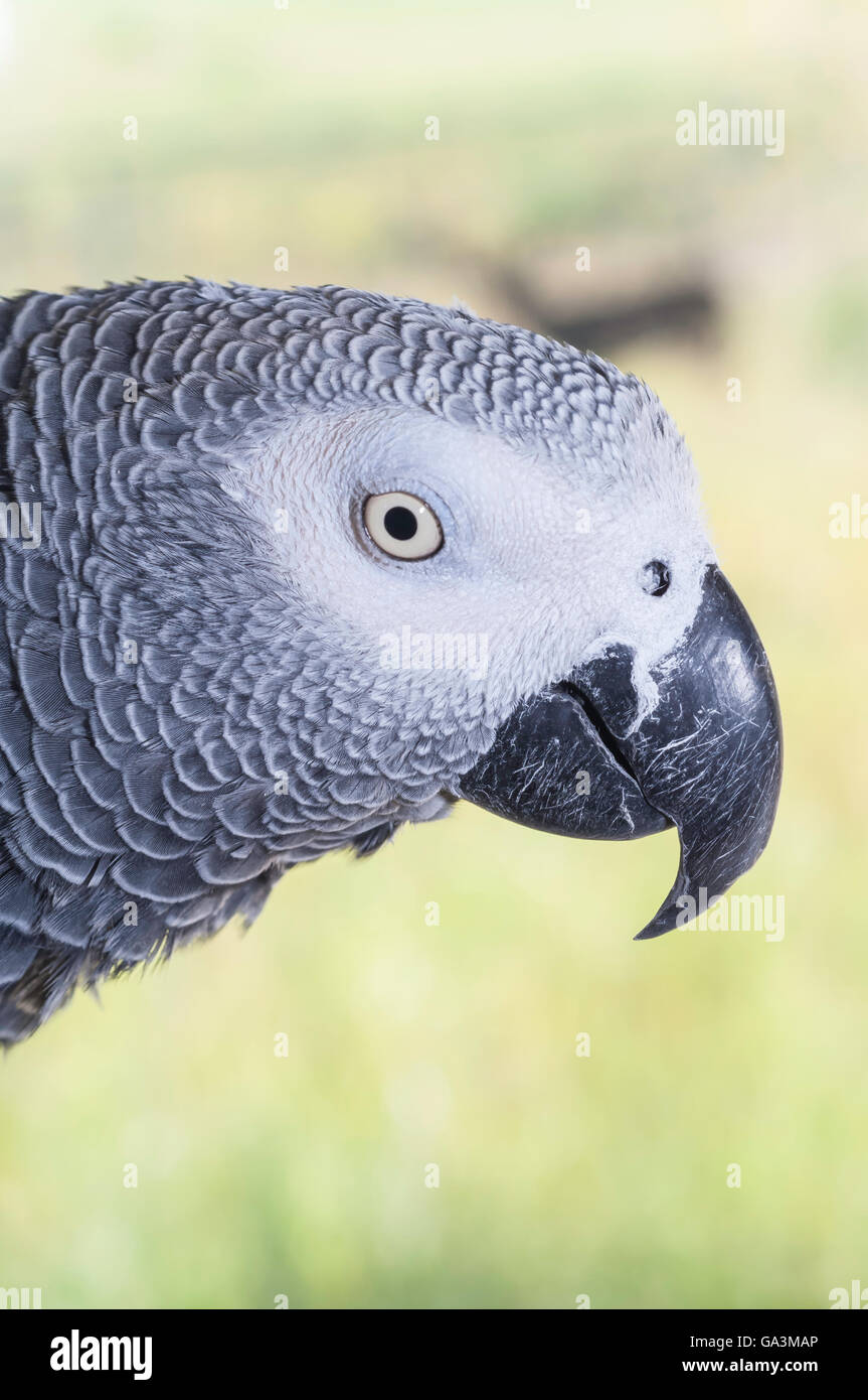 Kongo afrikanischen Grau Papagei, Psittacus Erithacus Erithacus, heimisch in West und Zentralafrika, beliebt als ein Haustier Vogel Stockfoto