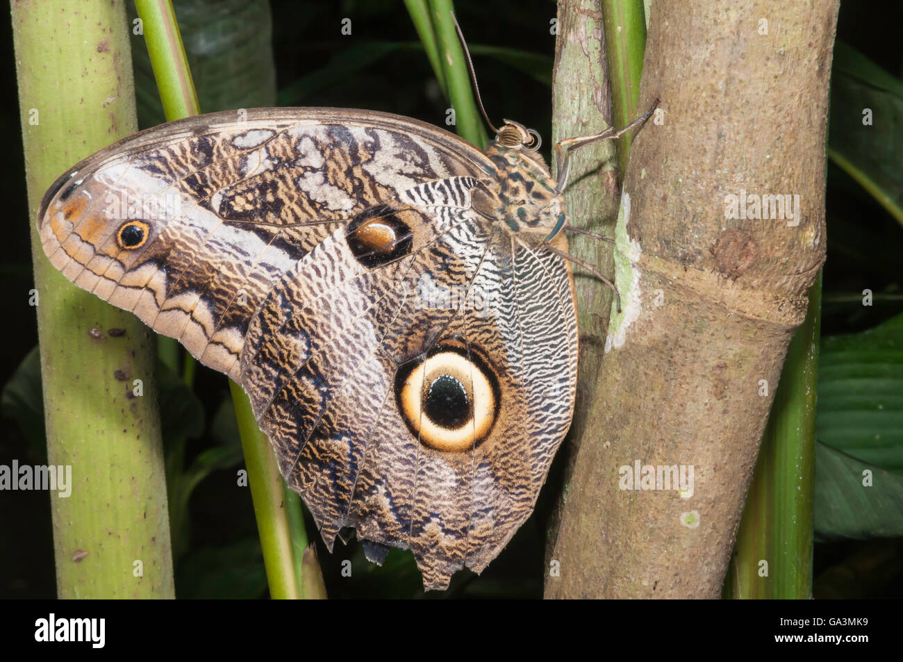 Riesen Eule Schmetterling, Caligo Idomeneas, La Selva, Rio Napo. Ecuador  Stockfotografie - Alamy
