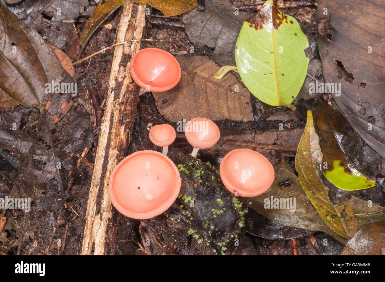 Becher-Pilz, Affe-Cup, Cookeina Sulcipes, La Selva, Rio Napo, Ecuador Stockfoto