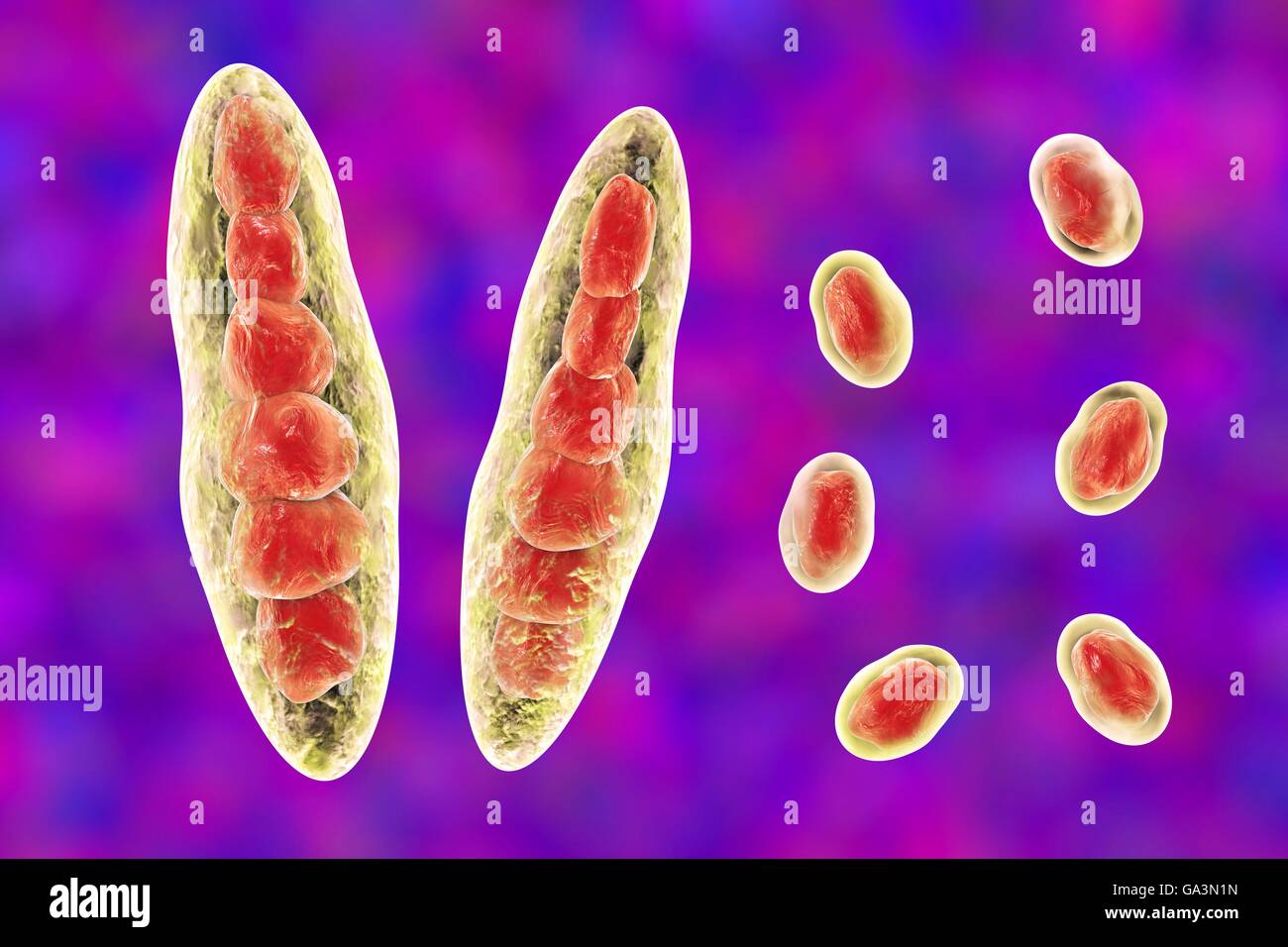 ComputerIllustration von Trichophyton Mentagrophytes, die Ursache von