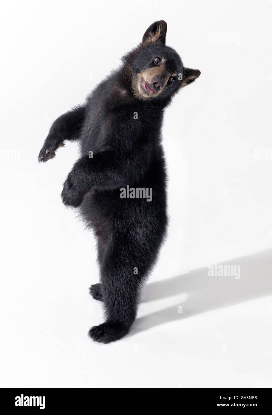 Black Bear Cub auf Hinterbeinen stehen und blickte über seine Schulter auf weißem Hintergrund. Stockfoto