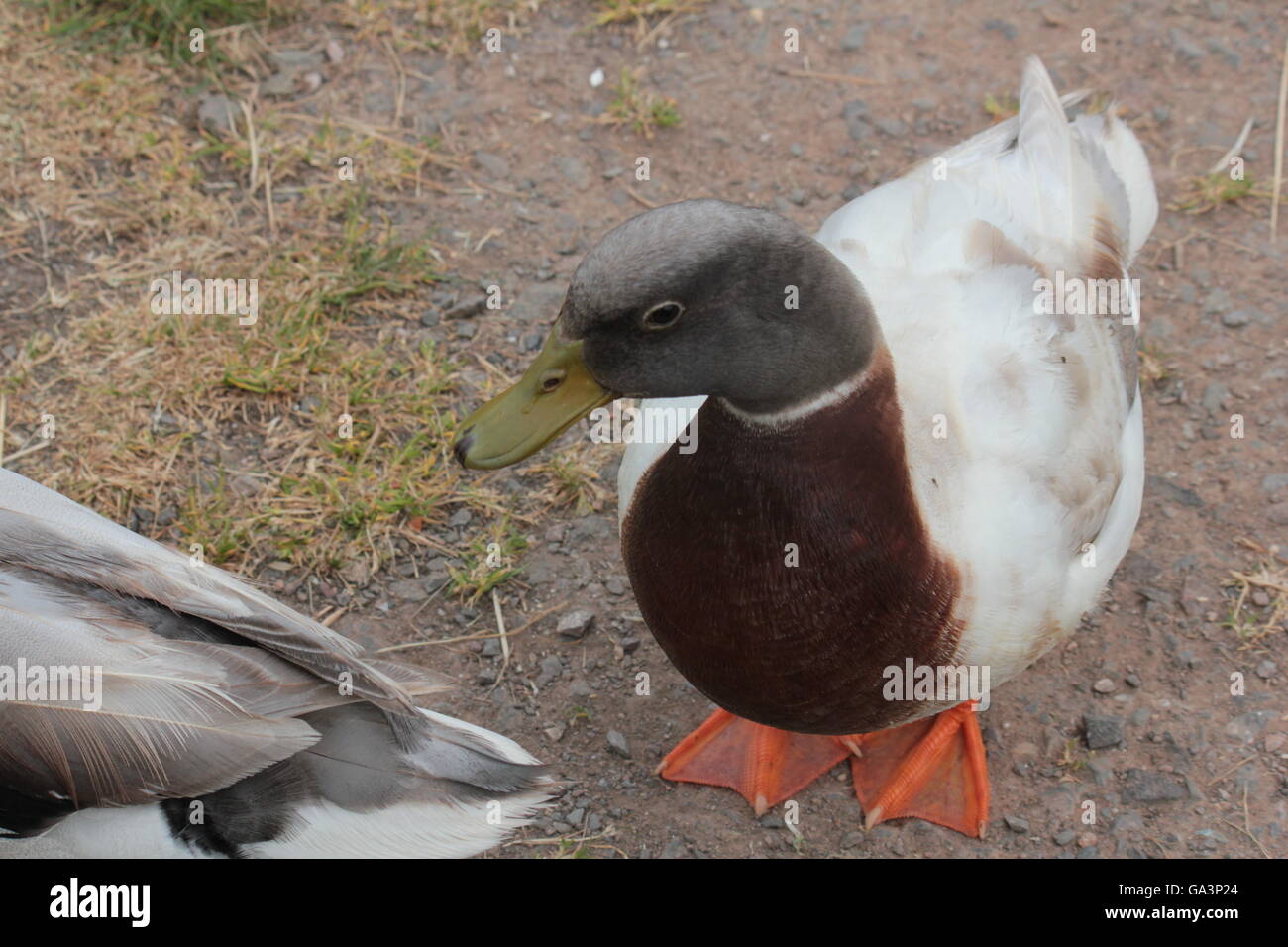 Porträt einer Ente Stockfoto