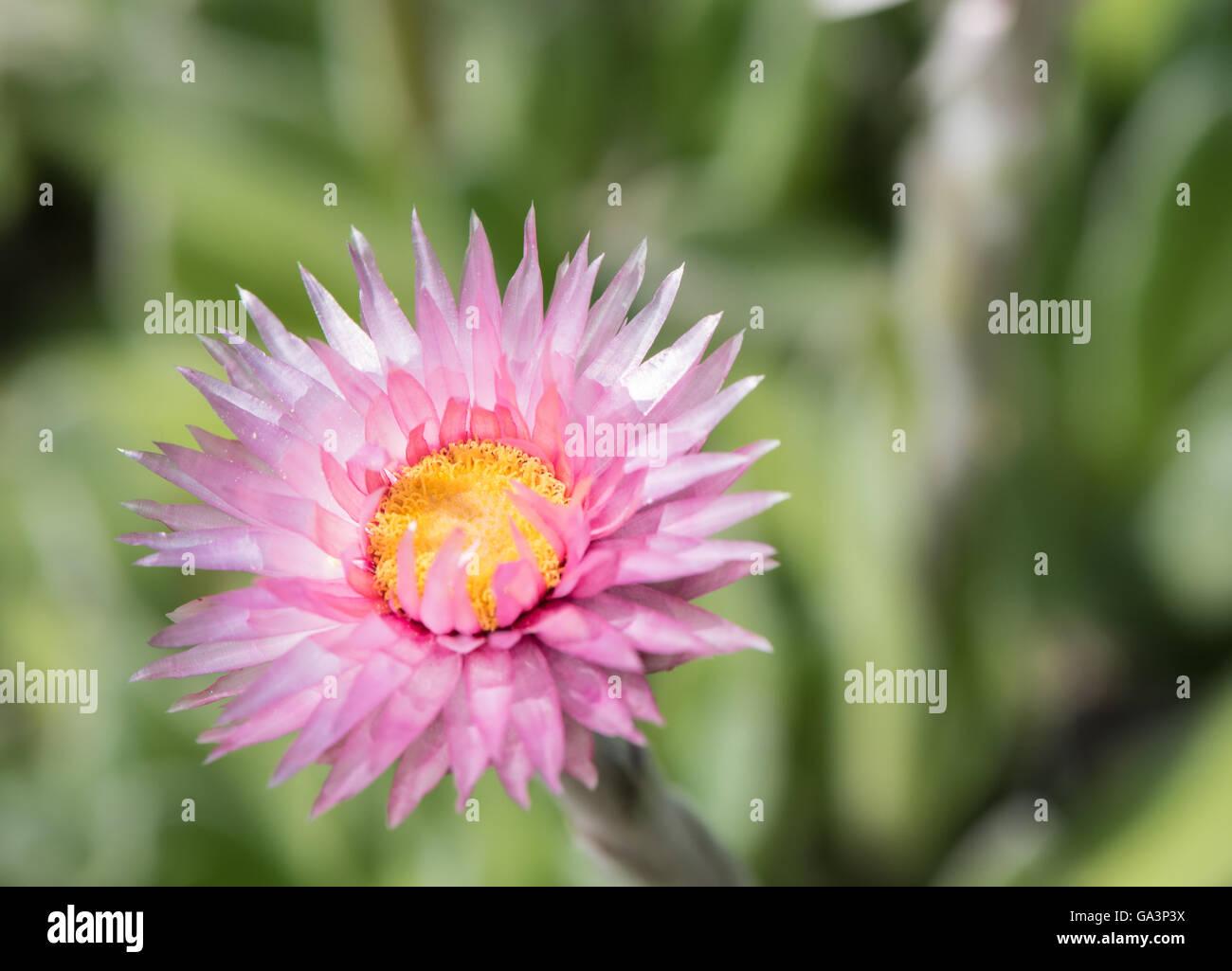 Helichrysum ecklonis Stockfoto
