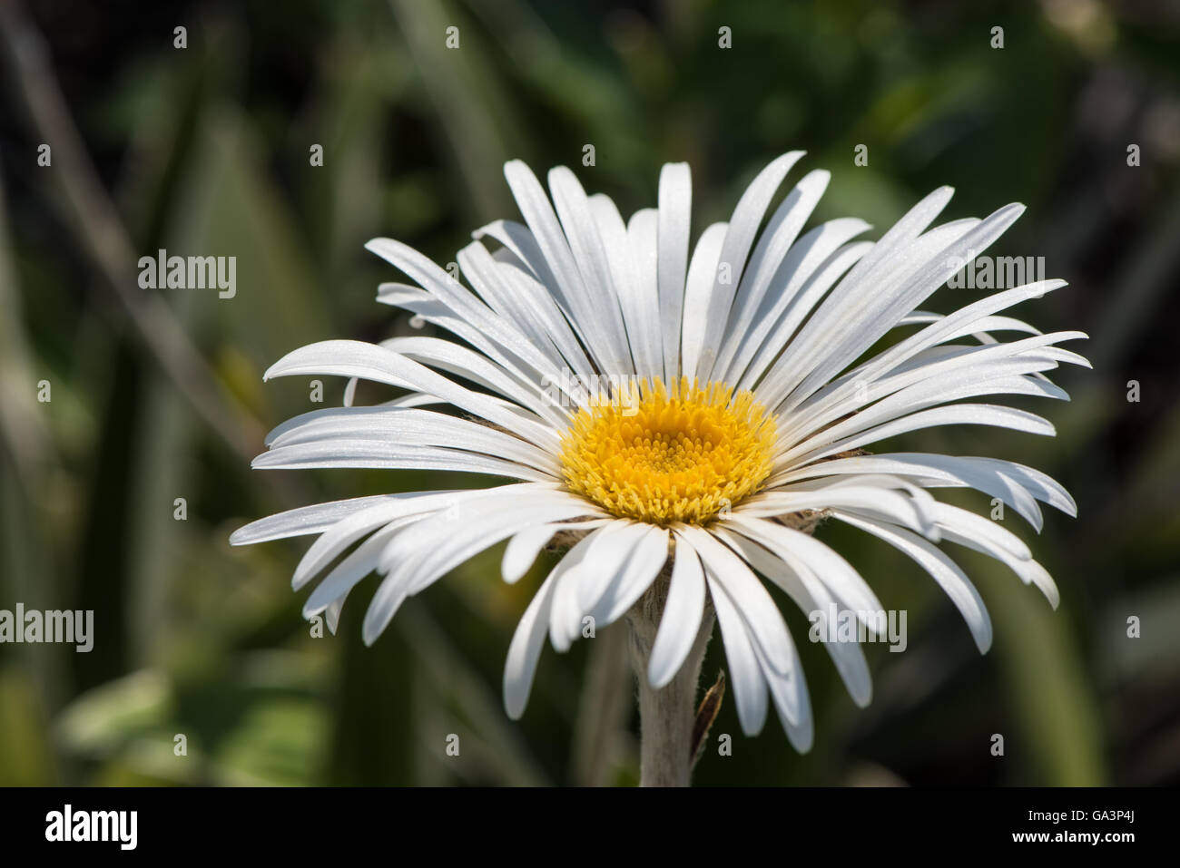 Celmisia Hookeri Stockfoto