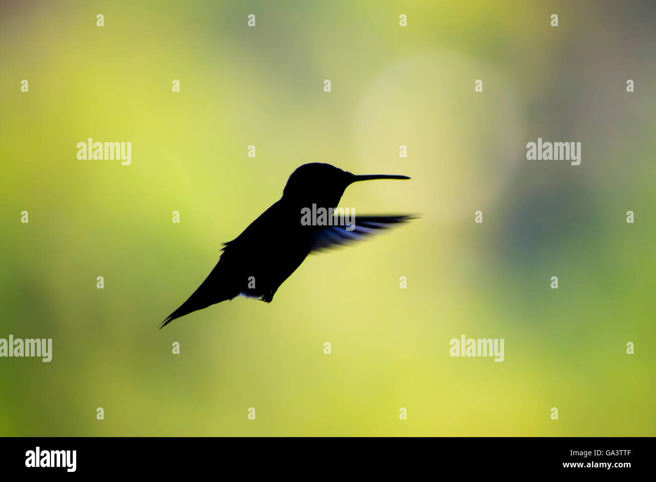 Silhouette der Kolibri mit unscharfen Hintergrund Stockfoto